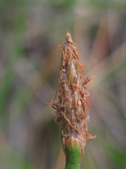 Eleocharis limosa