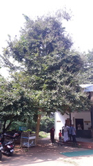 Lagerstroemia speciosa