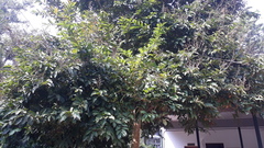 Lagerstroemia speciosa