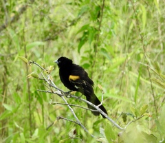 Euplectes albonotatus