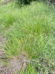 Eleocharis limosa