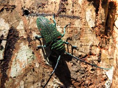 Zographus regalis