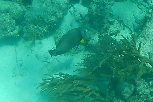 Pomacanthus arcuatus