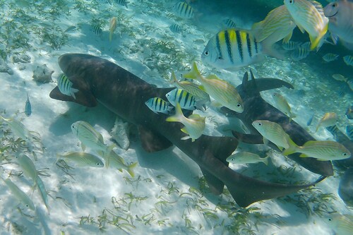 Abudefduf saxatilis