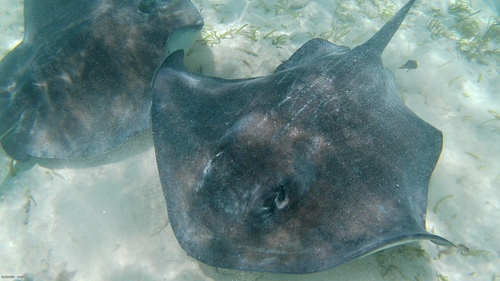 Hypanus americanus