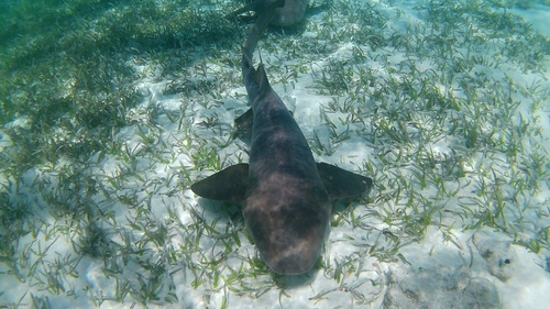 Ginglymostoma cirratum