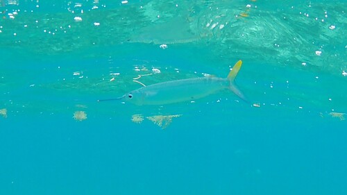 Hemiramphus brasiliensis