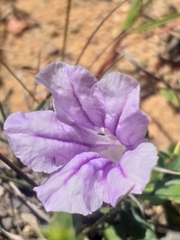 Ruellia pilosa