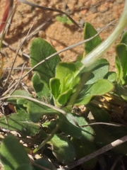 Ruellia pilosa