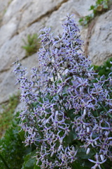 Petromarula pinnata