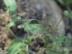 Lagoecia cuminoides, photograph (c) Daniel Cahen, some rights reserved (CC BY)