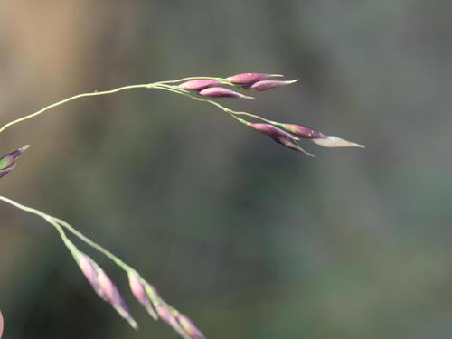 Piptatherum coerulescens, photograph 2
