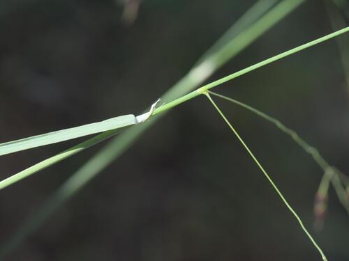 Piptatherum coerulescens, photograph 3