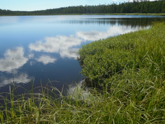 Myrica gale tomentosa