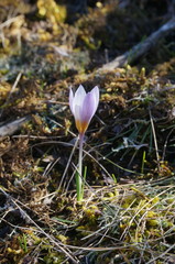 Crocus tauricus