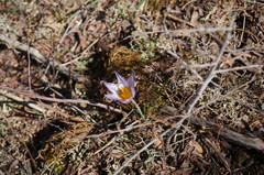 Crocus tauricus