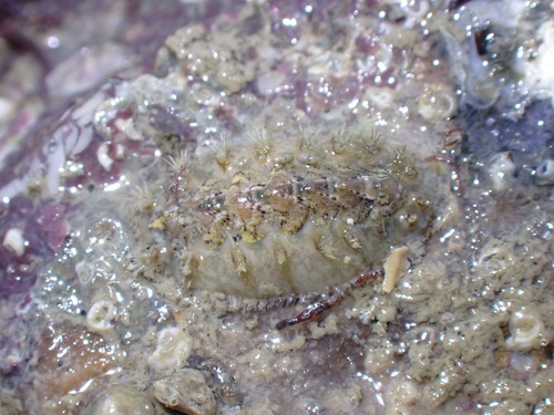 Acanthochitona discrepans