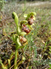 Ophrys umbilicata flavomarginata