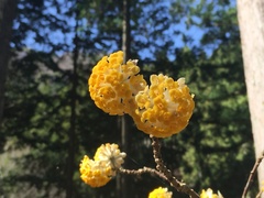Edgeworthia chrysantha