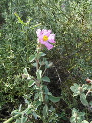 Cistus parviflorus