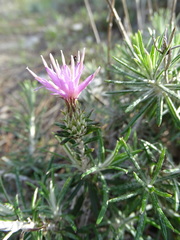 Ptilostemon chamaepeuce cyprius