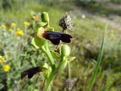 Ophrys fusca iricolor