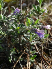 Lithodora hispidula versicolor