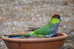 Purpureicephalus spurius