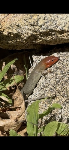 iNaturalist observation photo of Gilbert's Skink