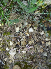 Astragalus cyprius