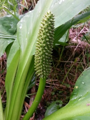 Lysichiton camtschatcensis
