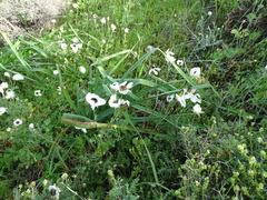 Ranunculus asiaticus