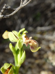 Ophrys umbilicata flavomarginata