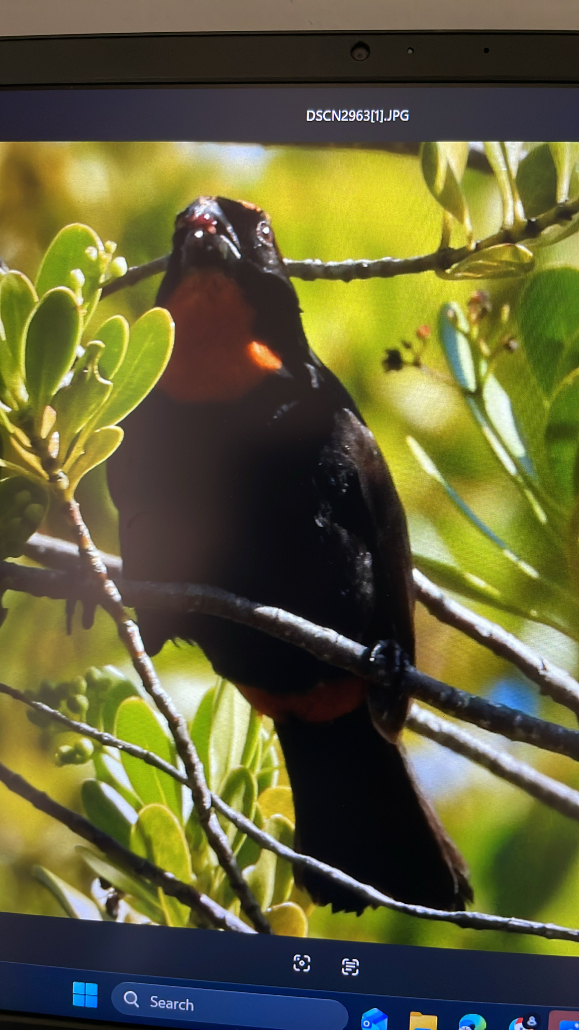 Puerto Rican Bullfinch (Melopyrrha portoricensis), photo 4