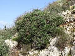 Ptilostemon chamaepeuce cyprius