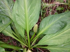 Lysichiton camtschatcensis