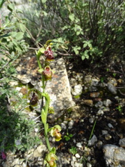 Ophrys umbilicata flavomarginata