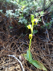 Ophrys lutea galilaea