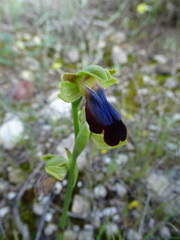 Ophrys fusca iricolor