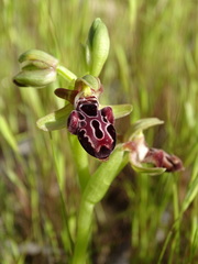 Ophrys kotschyi