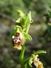 Ophrys umbilicata flavomarginata