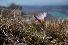 Crocus tauricus
