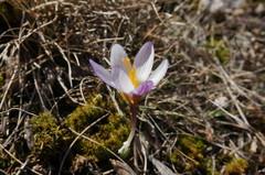 Crocus tauricus