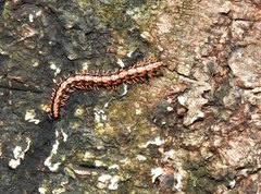 Helicorthomorpha holstii