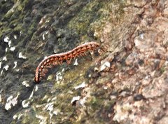 Helicorthomorpha holstii