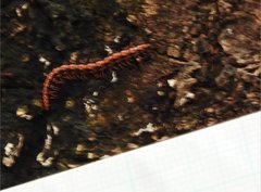 Helicorthomorpha holstii