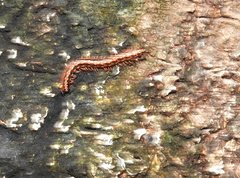 Helicorthomorpha holstii