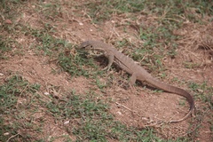 Varanus bengalensis