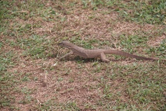Varanus bengalensis