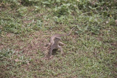 Varanus bengalensis